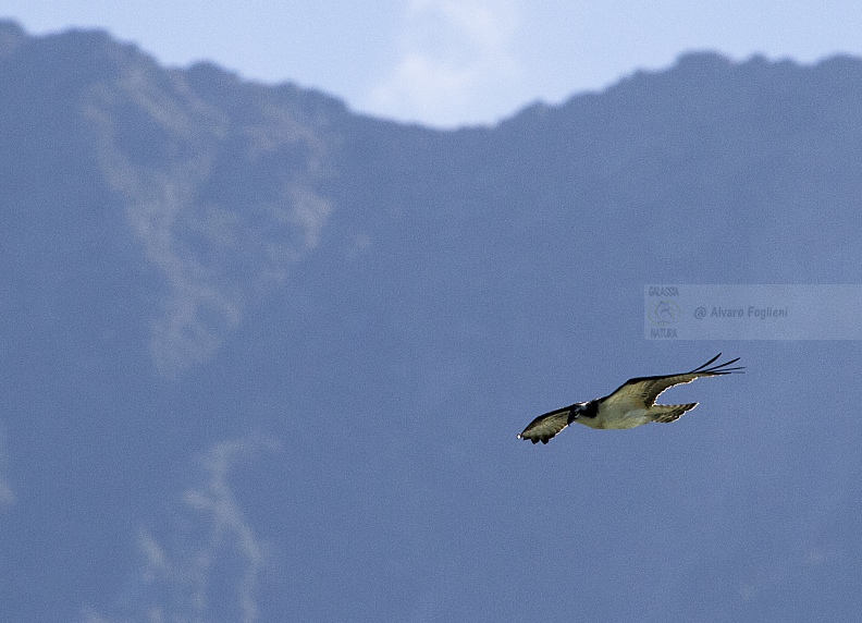 Falco pescatore  IMG_B8983.jpg