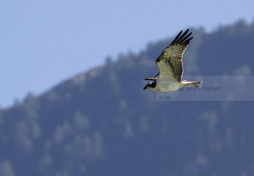 FALCO PESCATORE, Osprey, Pandion haliaetus