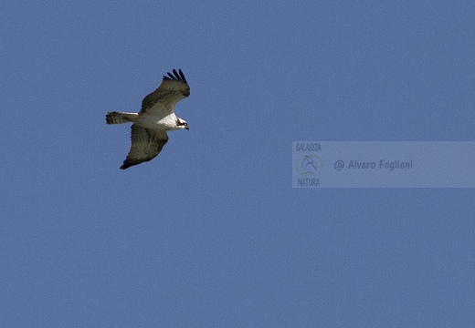 FALCO PESCATORE, Osprey, Pandion haliaetus