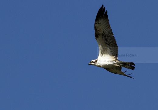 FALCO PESCATORE, Osprey, Pandion haliaetus