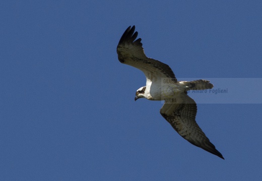 FALCO PESCATORE, Osprey, Pandion haliaetus