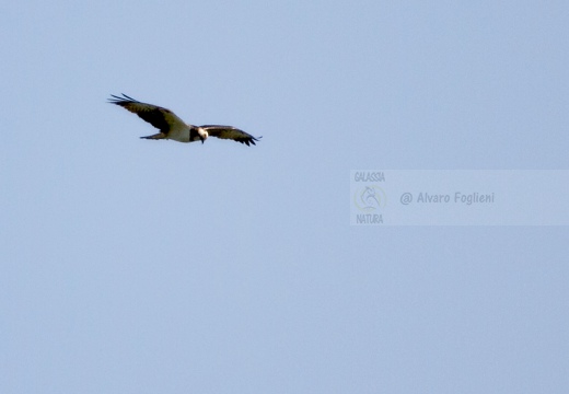 FALCO PESCATORE, Osprey, Pandion haliaetus