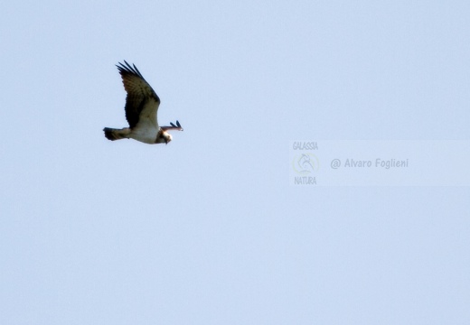 FALCO PESCATORE, Osprey, Pandion haliaetus