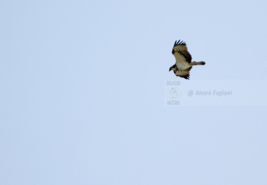 FALCO PESCATORE, Osprey, Pandion haliaetus