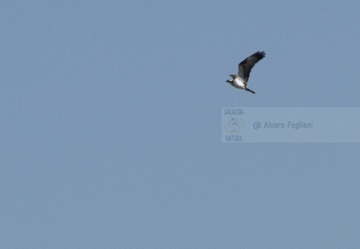 FALCO PESCATORE, Osprey, Pandion haliaetus