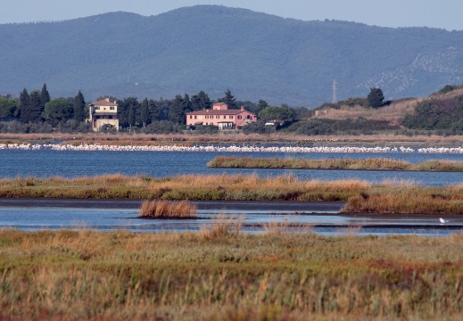 FENICOTTERO, Flamingo, Phoenicopterus ruber 