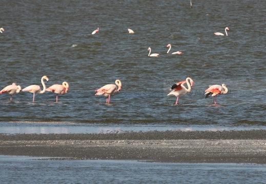 FENICOTTERO, Flamingo, Phoenicopterus ruber 