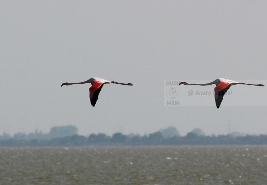 FENICOTTERO, Flamingo, Phoenicopterus ruber 