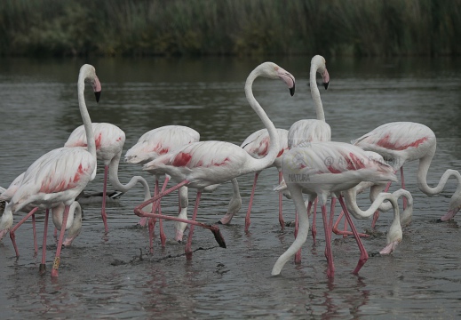 FENICOTTERO, Flamingo, Phoenicopterus ruber 