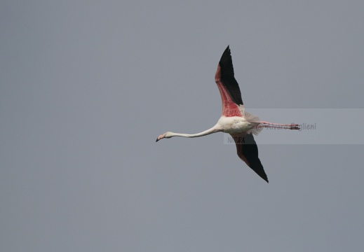 FENICOTTERO, Flamingo, Phoenicopterus ruber 