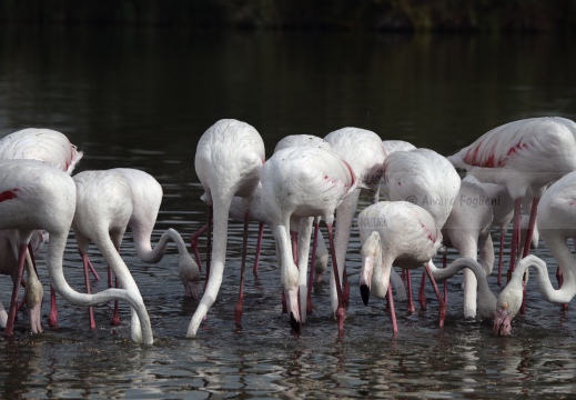 FENICOTTERO, Flamingo, Phoenicopterus ruber 