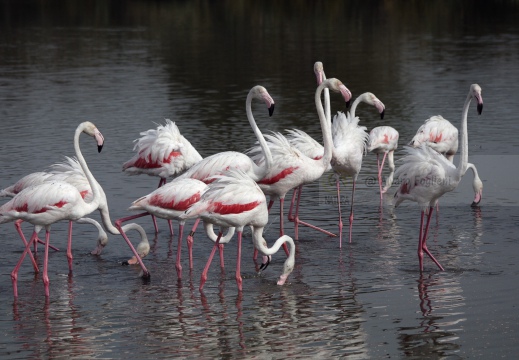 FENICOTTERO, Flamingo, Phoenicopterus ruber 