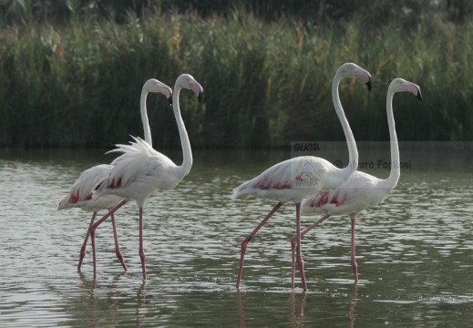 FENICOTTERO, Flamingo, Phoenicopterus ruber 