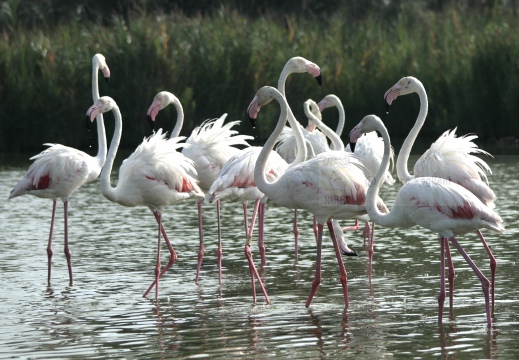 FENICOTTERO, Flamingo, Phoenicopterus ruber 