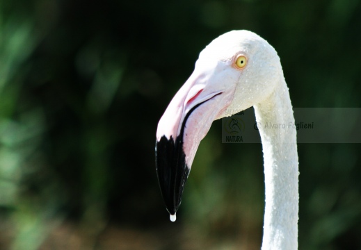 FENICOTTERO, Flamingo, Phoenicopterus ruber 