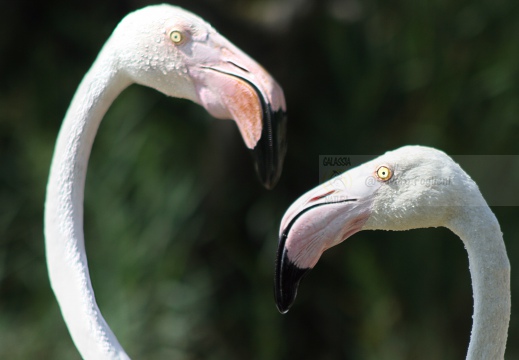 FENICOTTERO, Flamingo, Phoenicopterus ruber 