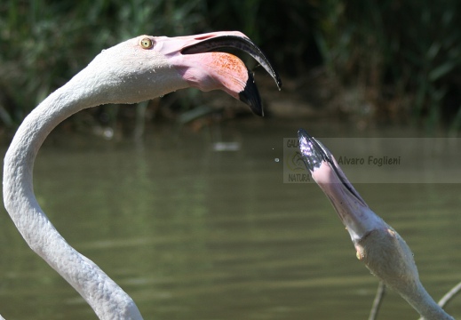 FENICOTTERO, Flamingo, Phoenicopterus ruber 
