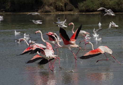 FENICOTTERO, Flamingo, Phoenicopterus ruber 