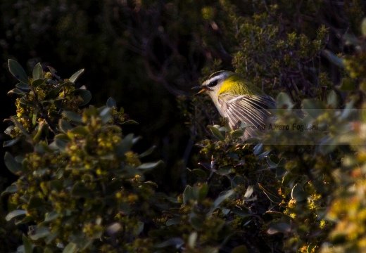 FIORRANCINO, Firecrest, Regulus ignicapillus
