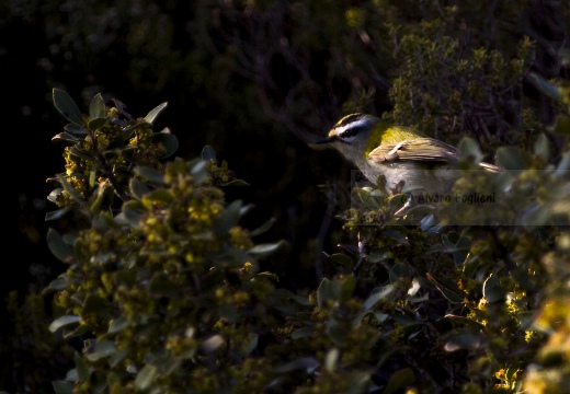 FIORRANCINO, Firecrest, Regulus ignicapillus