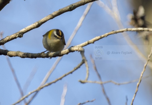 FIORRANCINO, Firecrest, Regulus ignicapillus