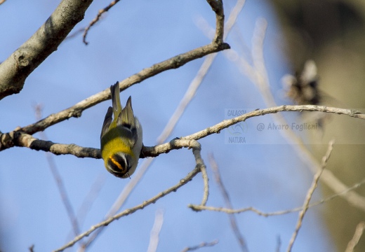 FIORRANCINO, Firecrest, Regulus ignicapillus