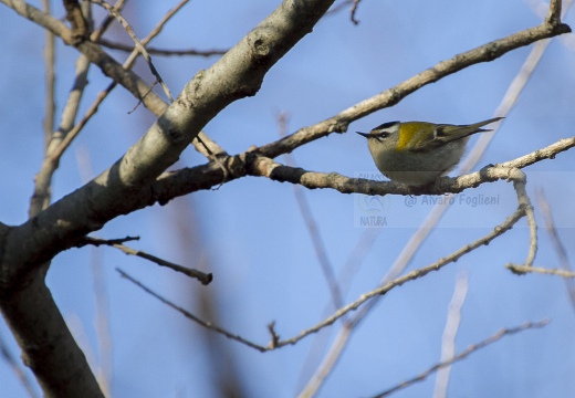 FIORRANCINO, Firecrest, Regulus ignicapillus