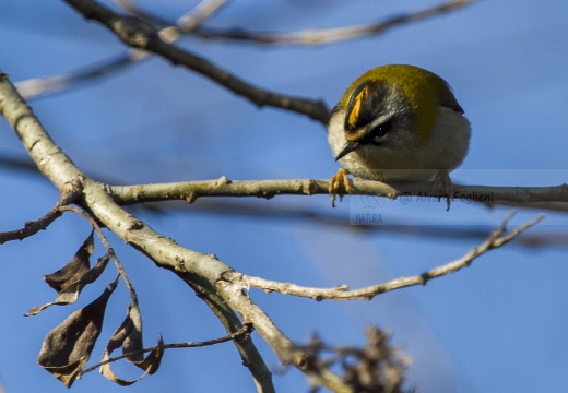 FIORRANCINO, Firecrest, Regulus ignicapillus