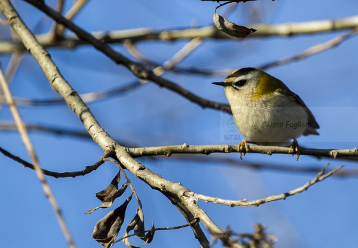 FIORRANCINO, Firecrest, Regulus ignicapillus