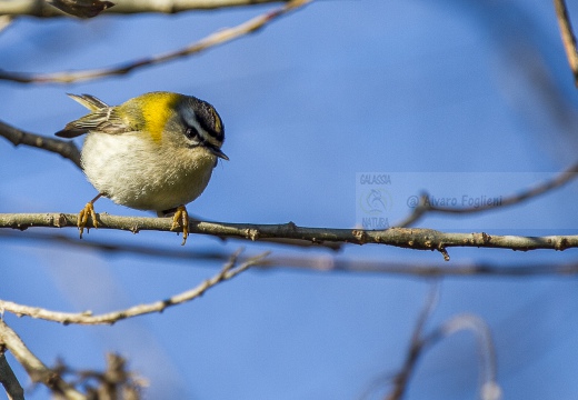 FIORRANCINO, Firecrest, Regulus ignicapillus