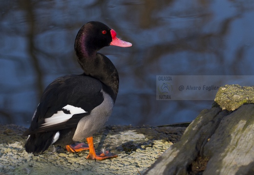 FISTIONE BECCOROSEO; Rosy-billed pochard; Netta peposaca