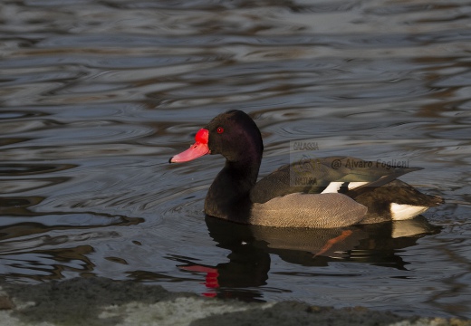 FISTIONE BECCOROSEO; Rosy-billed pochard; Netta peposaca