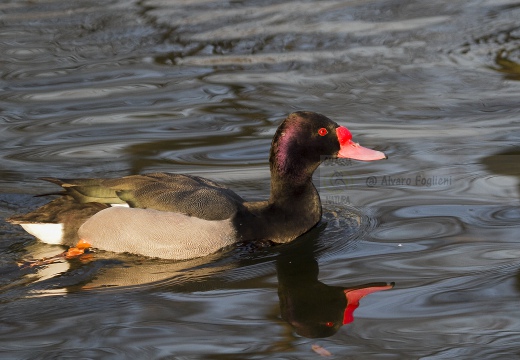 FISTIONE BECCOROSEO; Rosy-billed pochard; Netta peposaca