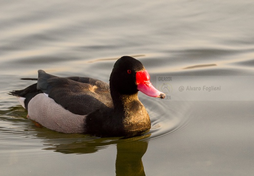 FISTIONE BECCOROSEO; Rosy-billed pochard; Netta peposaca