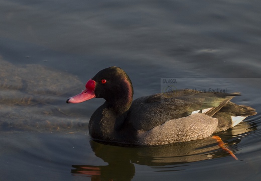 FISTIONE BECCOROSEO; Rosy-billed pochard; Netta peposaca