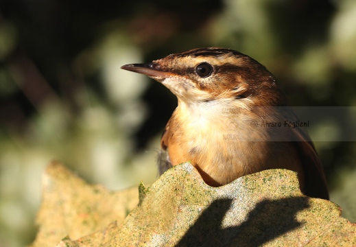 FORAPAGLIE COMUNE, Sedge Warbler, Acrocephalus schoenobaenus