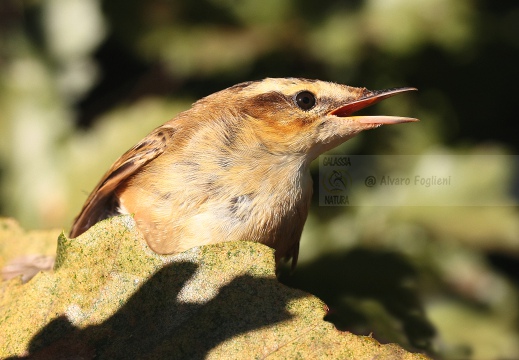 FORAPAGLIE COMUNE, Sedge Warbler, Acrocephalus schoenobaenus