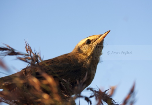 FORAPAGLIE COMUNE, Sedge Warbler, Acrocephalus schoenobaenus