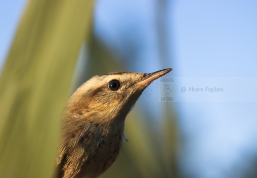 FORAPAGLIE COMUNE, Sedge Warbler, Acrocephalus schoenobaenus