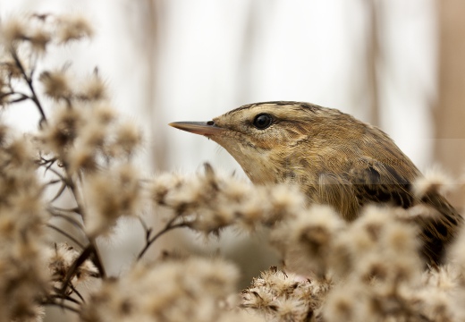 FORAPAGLIE COMUNE, Sedge Warbler, Acrocephalus schoenobaenus