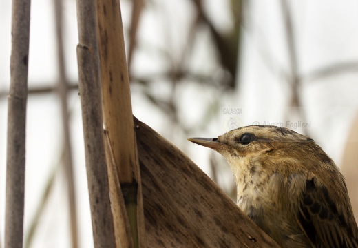 FORAPAGLIE COMUNE, Sedge Warbler, Acrocephalus schoenobaenus