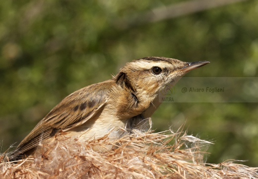 FORAPAGLIE COMUNE, Sedge Warbler, Acrocephalus schoenobaenus