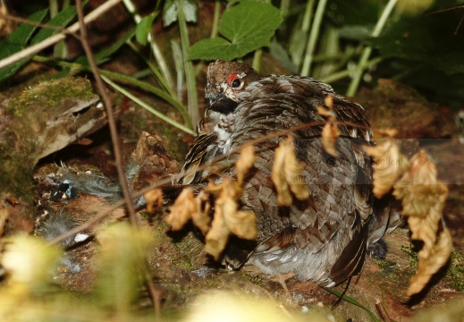 FRANCOLINO DI MONTE, Hazel Grouse,  Bonasa bonasia