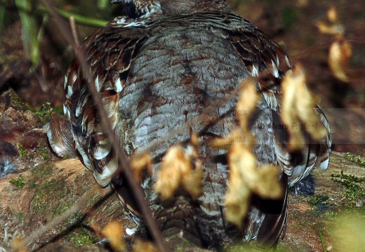 FRANCOLINO DI MONTE, Hazel Grouse,  Bonasa bonasia