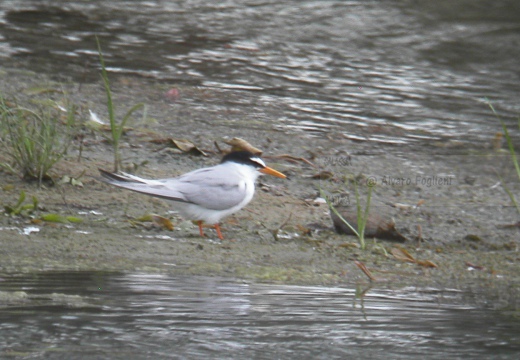 FRATICELLO, Little Tern, Sterna albifrons 