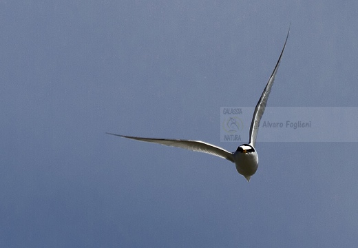 FRATICELLO, Little Tern, Sterna albifrons 