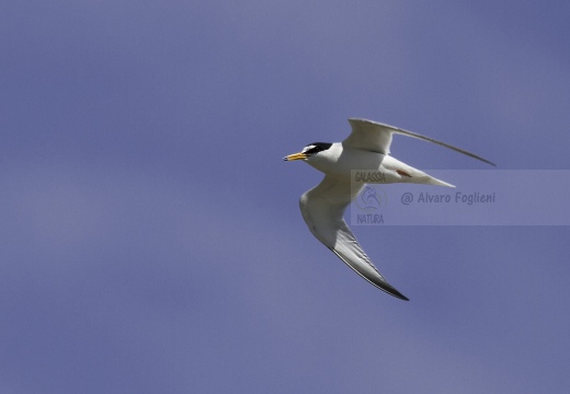 FRATICELLO, Little Tern, Sterna albifrons 