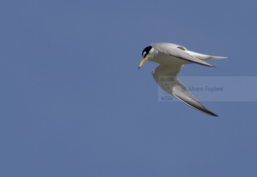 FRATICELLO, Little Tern, Sterna albifrons 