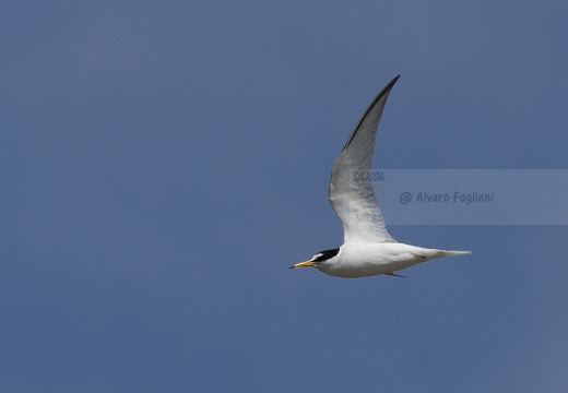 FRATICELLO, Little Tern, Sterna albifrons 