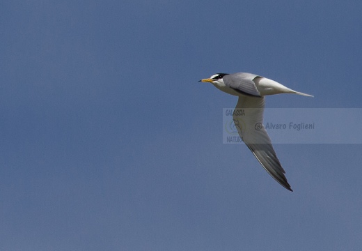 FRATICELLO, Little Tern, Sterna albifrons 